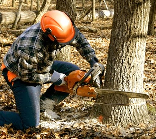 Tree Removal in Wilmington, VT